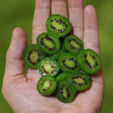 Mini Kiwi Fruit Seeds — USA Garden Center