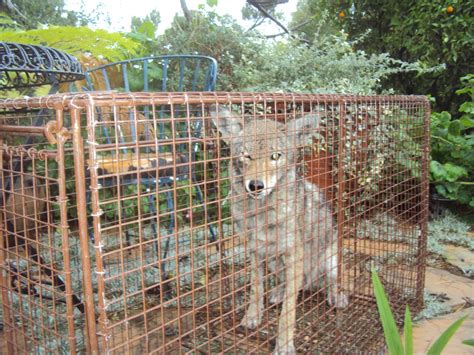 All City Animal Trapping: Salt Lake City Coyote Control, Salt Lake City ...