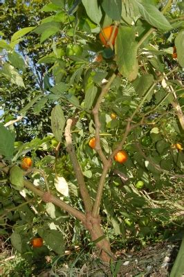 Capsicum pubescens - Useful Tropical Plants