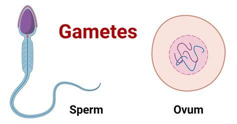 Gamete- Definition, Types, Spermatogenesis, Oogenesis