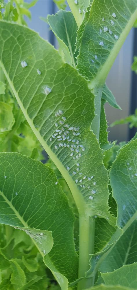 What're these white bugs? : r/GardeningAustralia