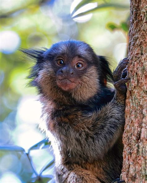 Marmoset Animal Tree - Free photo on Pixabay - Pixabay