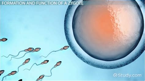 Zygote Definition Biology