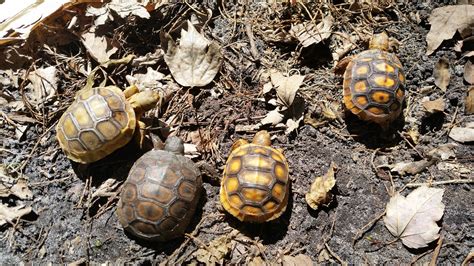 Gopher Tortoise Hatchlings