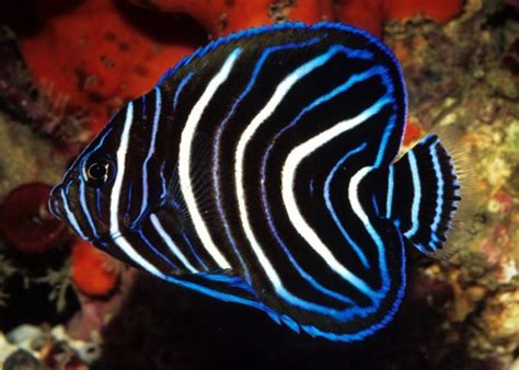 Koran Angelfish - Reef Safe | Size | Juvenile | Care | Facts | Diet ...