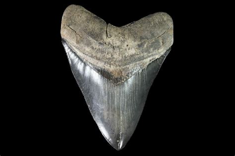 Megalodon Teeth For Sale - FossilEra.com