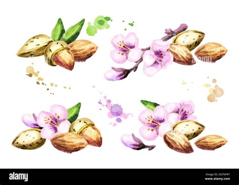 Almond compositions. Watercolor set Stock Photo - Alamy