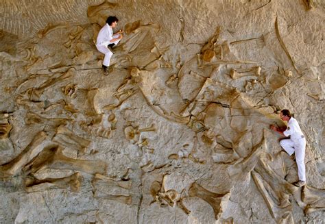 Study of Fossils | Paleontology | DK Find Out