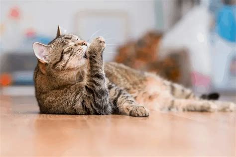 11 Major Signs That Your Cat Has Eczema - Our Eczema - Dedicated to ...