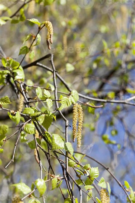 birch tree, close up 9714508 Stock Photo at Vecteezy