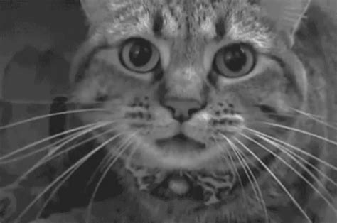 Hissing Cat GIFs | Tenor