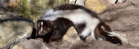 Striped Skunk | Animals Happen Wildlife Control