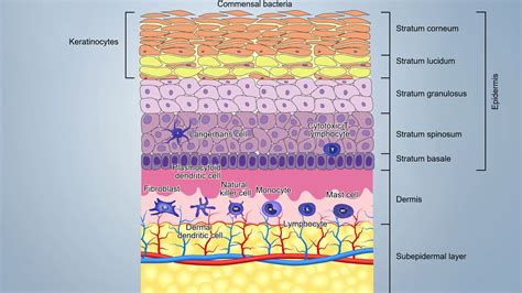 The Immune system and immunity in swine: skin - Articles - pig333, pig ...