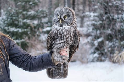 Great Gray Owl Banding and Hunts | 365 Days of Birds