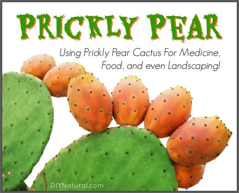 Using Prickly Pear Cactus For Food and Landscaping | Prickly pear ...