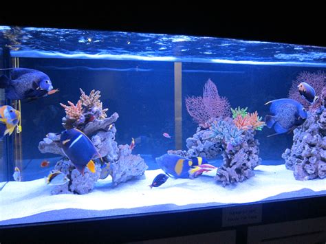 Types of Saltwater Aquariums - The Aquarium Setup, Filtration, and ...