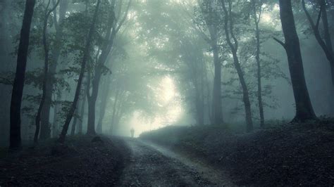 Misty Forest Wallpapers - Wallpaper Cave