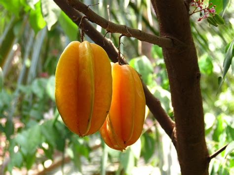 Frutales exóticos: La carambola o fruta de estrella (Averrhoa carambola ...