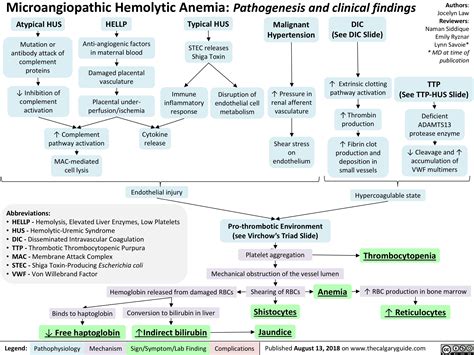 Microangiopathic Hemolytic Anemia: Pathogenesis and clinical findings ...