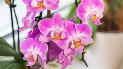 How to Easily Grow and Care for Phalaenopsis Orchids Indoors | Planet ...