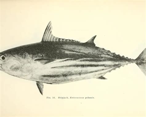 Skipjack tuna - Facts, Diet, Habitat & Pictures on Animalia.bio