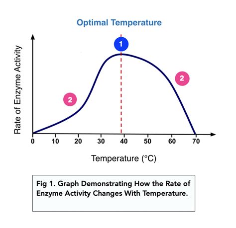 Enzyme Temperature Graph