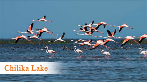 Chilika Lake Tourism And Travel Guide - Consumer Views