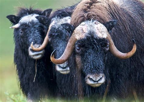 Muskox - Bering Land Bridge National Preserve (U.S. National Park Service)