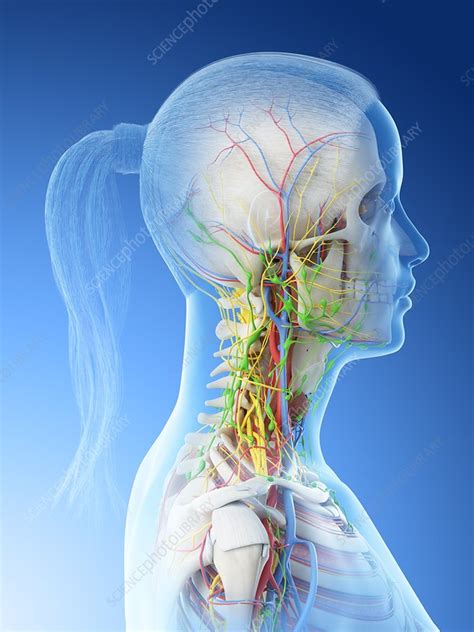 Female neck anatomy, illustration - Stock Image - F026/5732 - Science ...