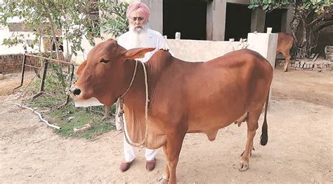 This Punjab Farmer Rakes in Rs 2.1 lakh from Sahiwal Cow Sale