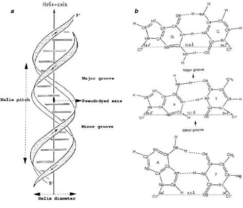 Dna Structure Drawing at PaintingValley.com | Explore collection of Dna ...