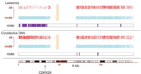 SNP array analysis shows LOH. A genome-wide SNP array was used to ...