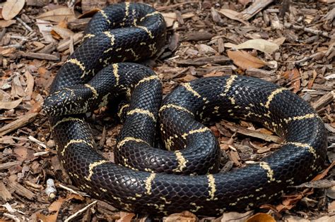 Eastern Kingsnake | South Carolina Partners in Amphibian and Reptile ...