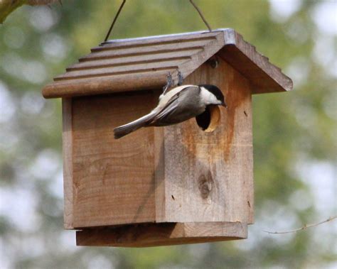 How to Choose the Perfect Chickadee Nest Box - Birds and Blooms