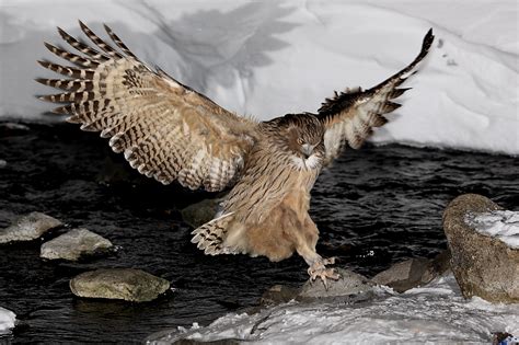 Flying Animal: The Blakiston's Fish Owl