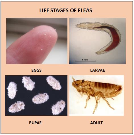 Life Cycle Of Fleas