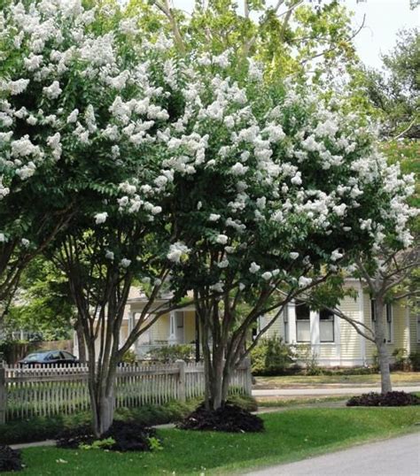 White Crepe Myrtle Tree | ubicaciondepersonas.cdmx.gob.mx