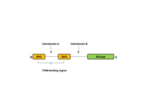 Structure of spleen tyrosine kinase (Syk) protein. Syk includes two ...