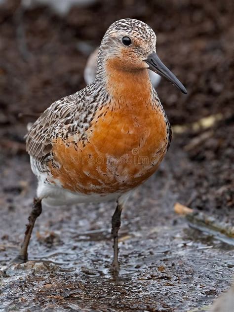 A Red Knot Feeding Along the Delaware Bay Stock Photo - Image of ...