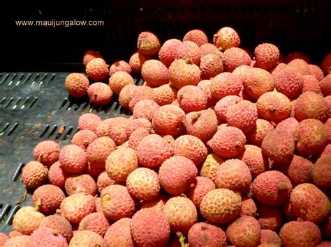 Maui Jungalow: Lychee Season and a Story