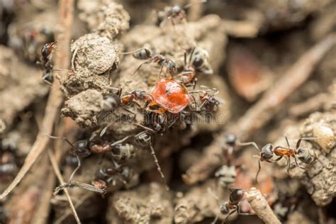 Ants Eating Aphids stock photo. Image of antenna, cultivated - 25171992