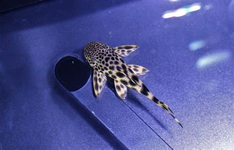 Yellow Leopard Pleco - Marine Warehouse Aquarium