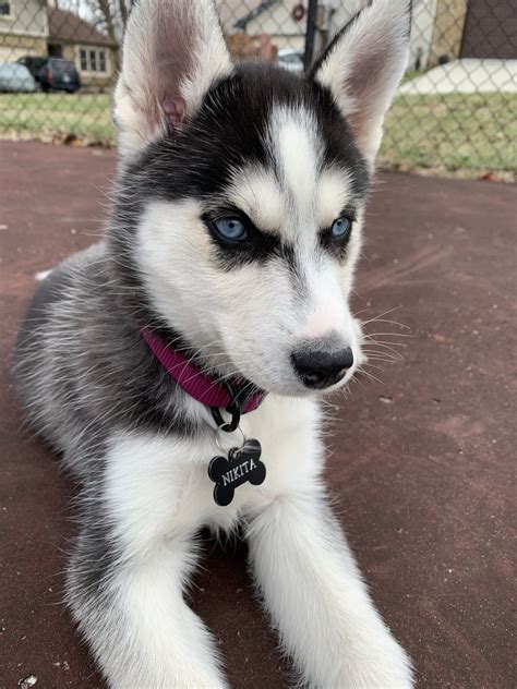 Siberian Husky Puppies For Sale | Indianapolis, IN #324278