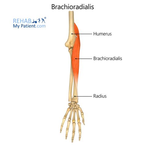 Brachioradialis Muscle Origin And Insertion