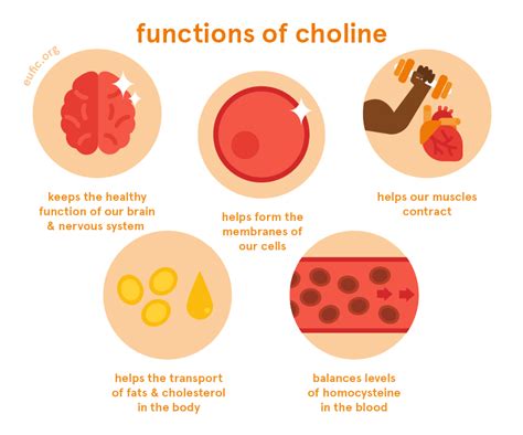 Choline: foods, functions, how much do you need & more | Eufic