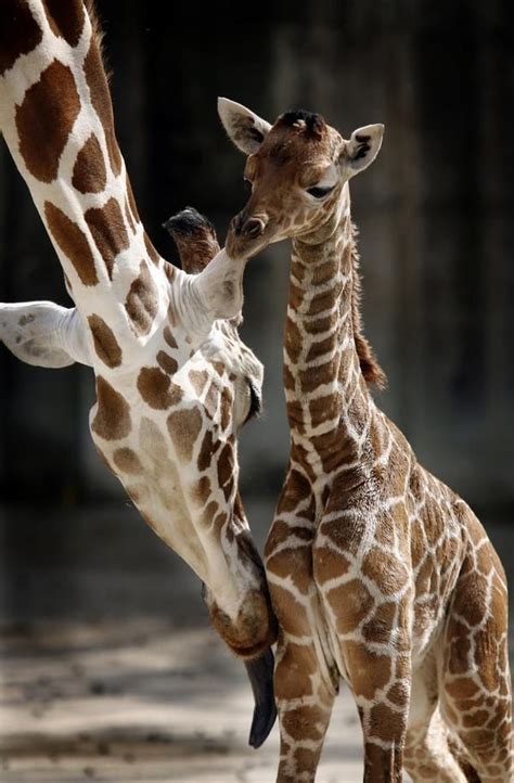 New baby giraffe at Memphis Zoo | Memphis zoo, Giraffe, Baby giraffe