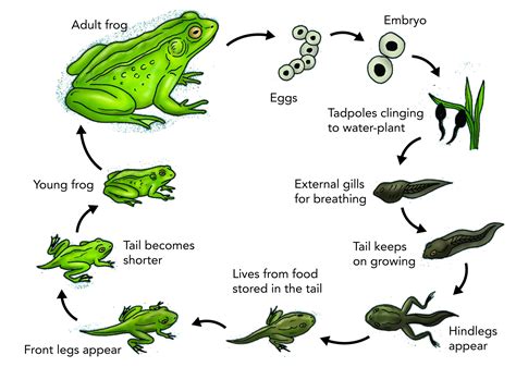 What does the metamorphosis of a frog involve? | Socratic