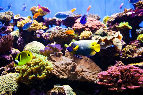 The Benefits of Wavemakers in Saltwater Aquariums