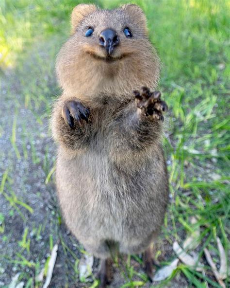 a small animal standing on its hind legs with it's paws up in the air