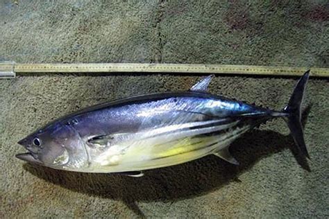 Atlantic Skipjack Tuna | NOAA Fisheries